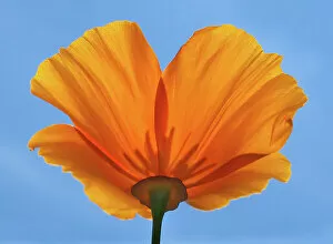 The Poppy Flower Gallery: sunny poppy from below