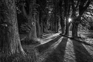 Images Dated 1st July 2014: Sunrays among trees in a tree alley, Denmark