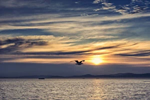 Seagull Gallery: Sunrise, Clouds, Sky, Bird, Seagull, Golden, Ships, Cape Town, South Africa, Western Cape