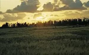 Sunrise In Field
