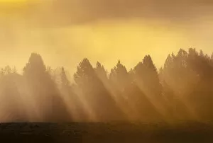 Images Dated 1st October 2013: AM sunrise through fog in Hayden Valley Yellowstone NP
