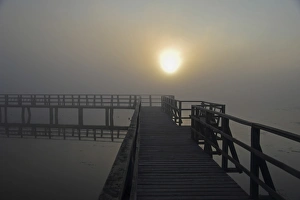 Morning Fog Gallery: Sunrise at Lake Federsee, morning mood, nature reserve near Bad Buchau, Upper Swabia