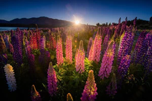 Sunrise over Lupines field