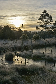 Images Dated 27th October 2012: Sunrise in a marsh, Tiste Bauernmoor, Landkreis Rotenburg, Lower Saxony, Germany