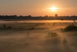 Images Dated 24th July 2014: Sunrise in Recker Moor with ground fog, Recke, North Rhine-Westphalia, Germany