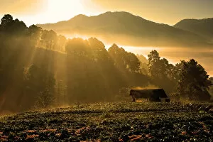 Images Dated 28th December 2010: Sunrise over strawberry farm, Doi Ang Khang