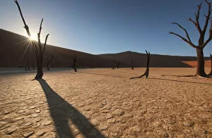 Sunrise with sun flare over the dead Acacia trees of Deadvlei, Namib-Naukluft National Park, Namibia, Africa