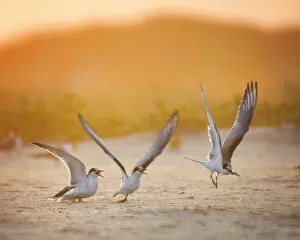 Images Dated 28th July 2018: Sunrise Tern Family Scene at Breakfast at Nickerson Beach, Long Island