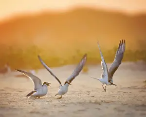 Vicki Jauron Wildlife Photography Prints: Sunrise Tern Family Scene at Breakfast at Nickerson Beach, Long Island