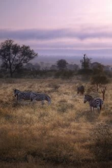 Limpopo Gallery: Sunrise With the Zebras & Wildebeest, Kruger National Park, South Africa
