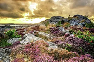Prints of A gorgeous sunset in Rönnäng, Sweden highlights the colorful flora that grows abundantly in nature. With the very short summers, the season to view these flowers and plants is limited Travel Imagery Prints: A sunset in the coastal town of Ronnang