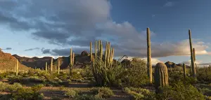 Sunset over desert habitat, Organ Pipe Cactus National Monument, Arizona, USA
