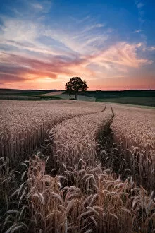 Images Dated 9th July 2010: Sunset in field