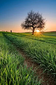 Michael Breitung Landscape Photography Collection: Sunset at field near Heidelberg