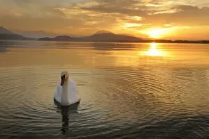 Images Dated 2nd December 2011: Sunset on Lake Zug with mute swan -Cygnus olor-, Canton of Zug, Central Switzerland, Switzerland
