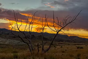 Stormy Gallery: Sunset at Painted Hills with Petrified Tree