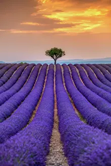 Lavender Dreams: A Journey Through Violet Fields: Sunset over Provence lavender field