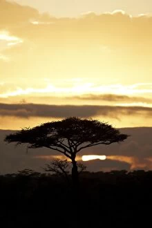 Images Dated 1st February 2011: Sunset, Serengeti, Tanzania, Africa