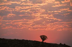 Namibia Collection: Sunset Silhouette a of Quiver Tree (Aloe dichotoma)