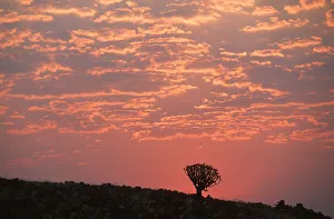 Namibia Collection: Sunset Silhouette a of Quiver Tree (Aloe dichotoma)