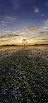 Hoarfrost Prints: Sunset with a solitary oak tree on a frost-covered meadow