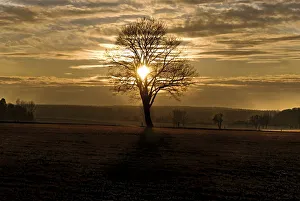 Oaks Collection: Sunset with a solitary oak tree on a frost-covered meadow, near Adelschlag, Bavaria, Germany, Europe