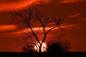Images Dated 8th February 2011: Sunset Tree