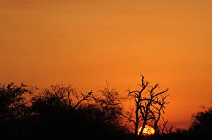 Images Dated 21st June 2014: Sunset and trees. Kruger National Park,s Africa