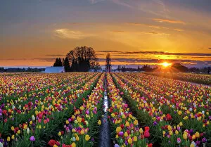 Oregon Collection: Sunset over tulip field