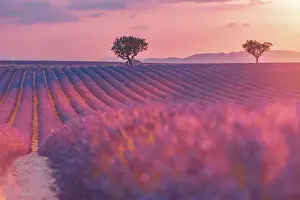 Lavender Dreams: A Journey Through Violet Fields: Sunset over a violet lavender field in Provence, France