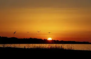 Dalmatia Prints: Sunset, Vir Island, Dalmatia, Croatia, Europe