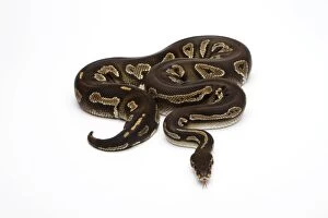 Images Dated 21st September 2011: Super Black Head Ball Python or Royal Python -Python regius-