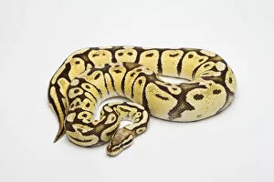 Super Pastel Vanilla Ball Python or Royal Python -Python regius-, female