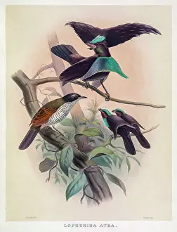 Superb bird-of-paradise, 19th century illustration