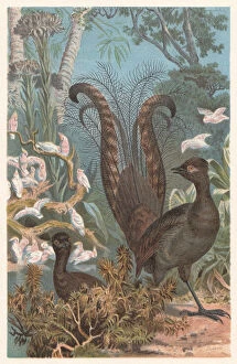 Images Dated 17th July 2015: Superb lyrebird (Menura novaehollandiae), lithograph, published in 1882
