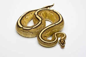 Superstripe Ball Python or Royal Python -Python regius-, male