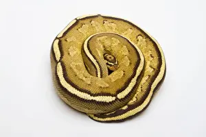 Rolled Up Prints: Superstripe Ball Python or Royal Python -Python regius-, male