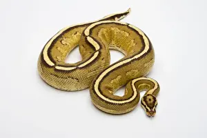 Reptilia Prints: Superstripe Ball Python or Royal Python -Python regius-, male