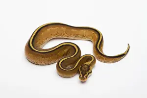 Breeding Prints: Superstripe Ball Python or Royal Python -Python regius-, male