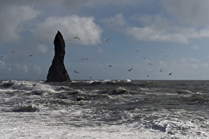 Images Dated 10th September 2014: Surf and seagulls, lava beach of Reynisfjara, Reynisdrangar Pinnacles, near Vik i Myrdal