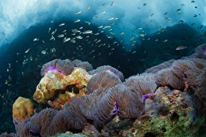 Images Dated 23rd May 2012: At surf zone