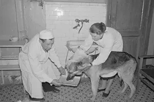 Russian Prints: Surgeon Feeding Two-Headed Dog