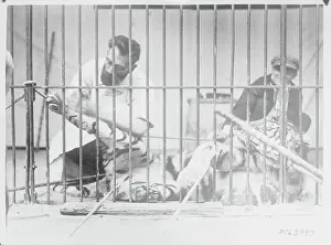 Cage Prints: Surgery on Tiger in Cage