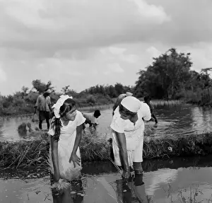 Lac0127 Prints: Suriname Diversity