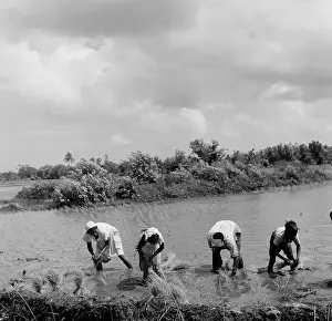 Lac0127 Prints: Suriname Diversity
