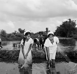 Lac0127 Prints: Suriname Diversity