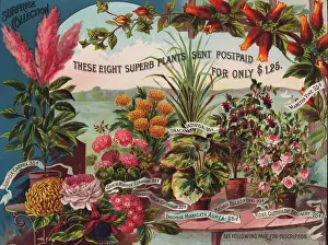 Press And Publishing Prints: Surprise Collection Plants Flowers