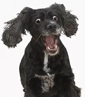 Funny Animals Collection: Surprised Dog