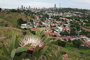Images Dated 6th December 2009: Surviving Mankind - Protea caffra growing in a tiny nature reserve surrounded by the city of