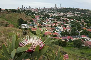 Gallo Landscape Prints: Surviving Mankind - Protea caffra growing in a tiny nature reserve surrounded by the city of Johannesburg